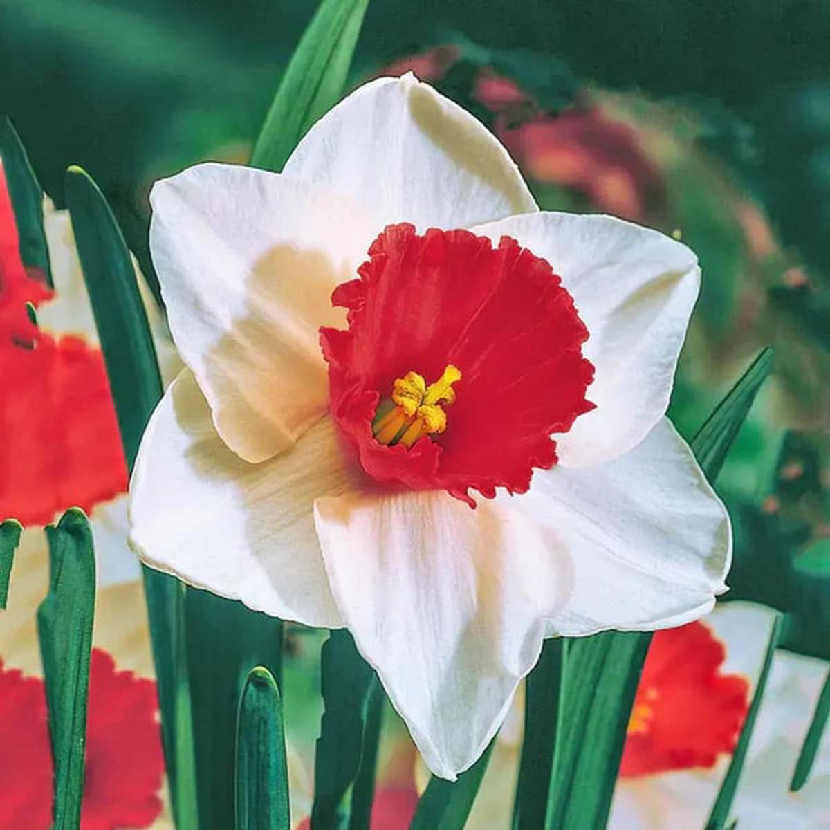 White Red Double Narcissus Flower Seeds for Planting Heirloom, Non-GMO, Colorful High Germination Seeds