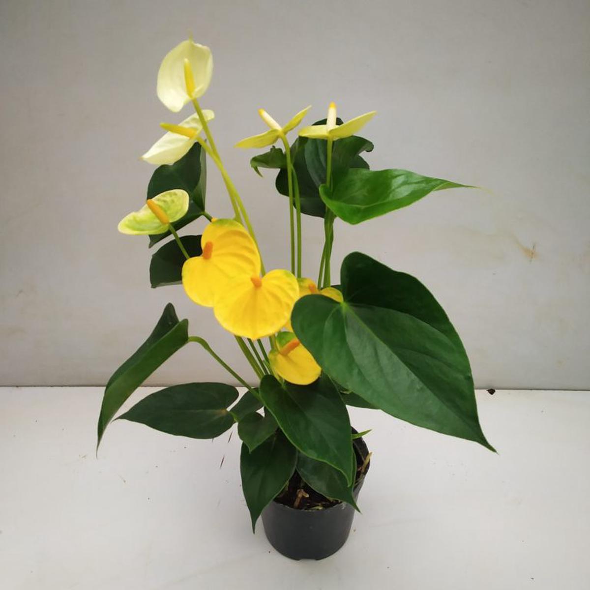 Yellow Anthurium Andraeanu Flower Seeds for Planting | Heirloom Non-GMO High Germination Organic Garden Seeds