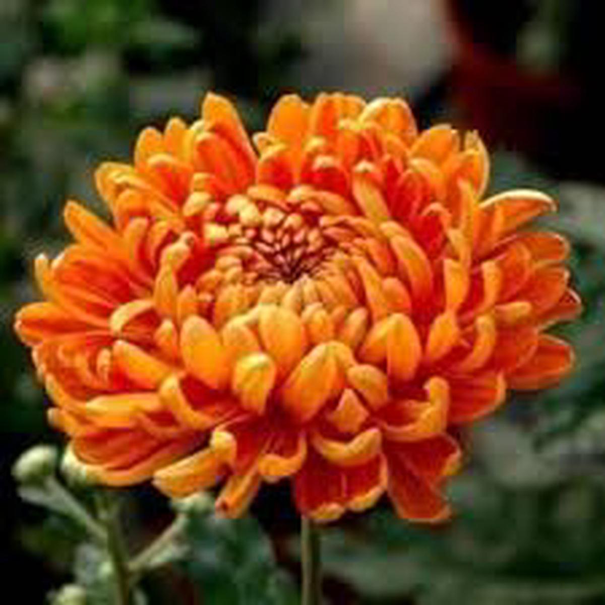Yellow & Orange Chrysanthemum Flower Seeds for Planting | Heirloom Non-GMO High Germination Organic Garden Seeds