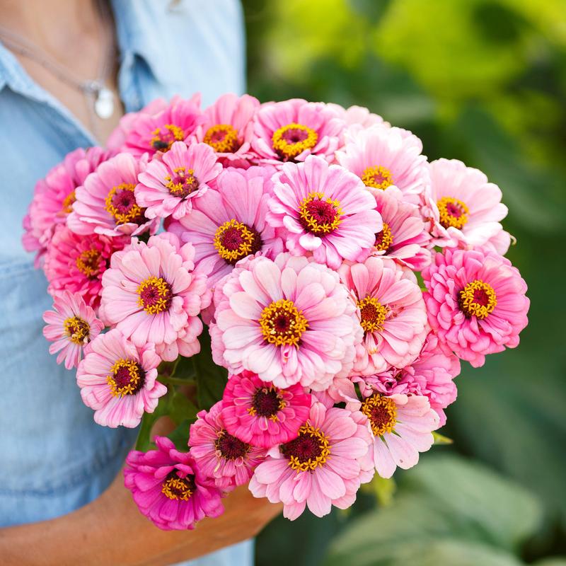 Zinnia Seeds - Exquisite