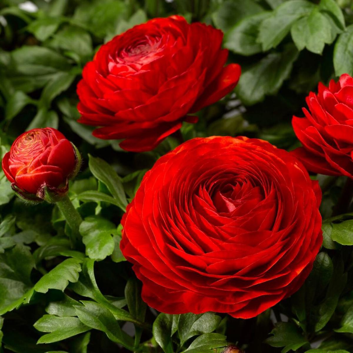 Asiaticus Ranunculus Seeds  Organic, Heirloom, Non-GMO Flower Seeds for Planting