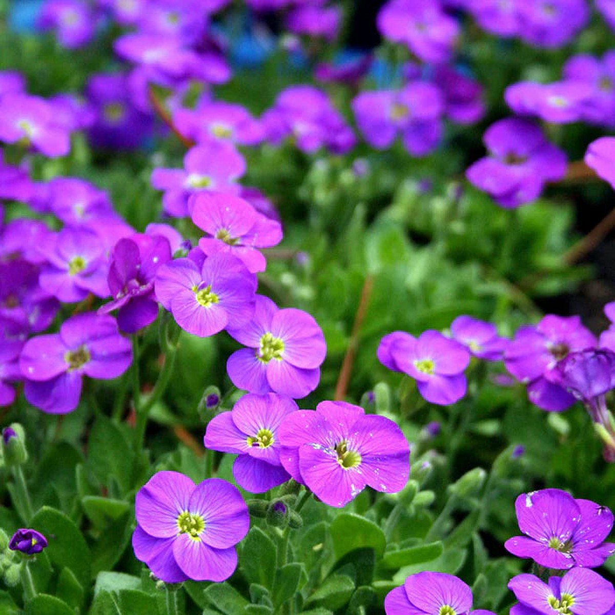 Aubretia Flower seeds for Planting Premium Quality Heirloom & GMO Free Seeds for Home Garden Sale