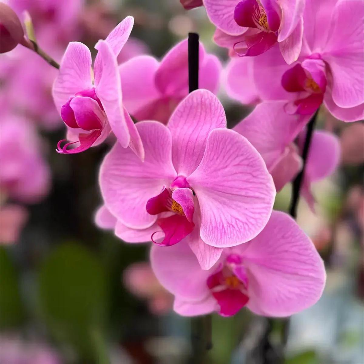 Baby Pink Phalaenopsis Orchid Seeds  Premium Non-GMO Seeds for Planting