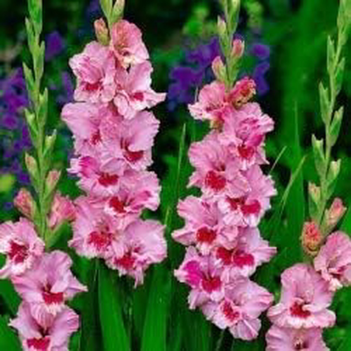 Baby Pink Red Gladiolus Flower Seeds Heirloom, Non-GMO, High Germination Organic Garden Seeds for Planting