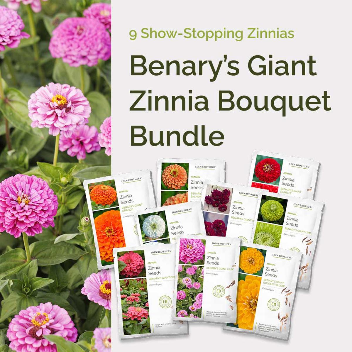 Benarys Giant Zinnia Bouquet Bundle