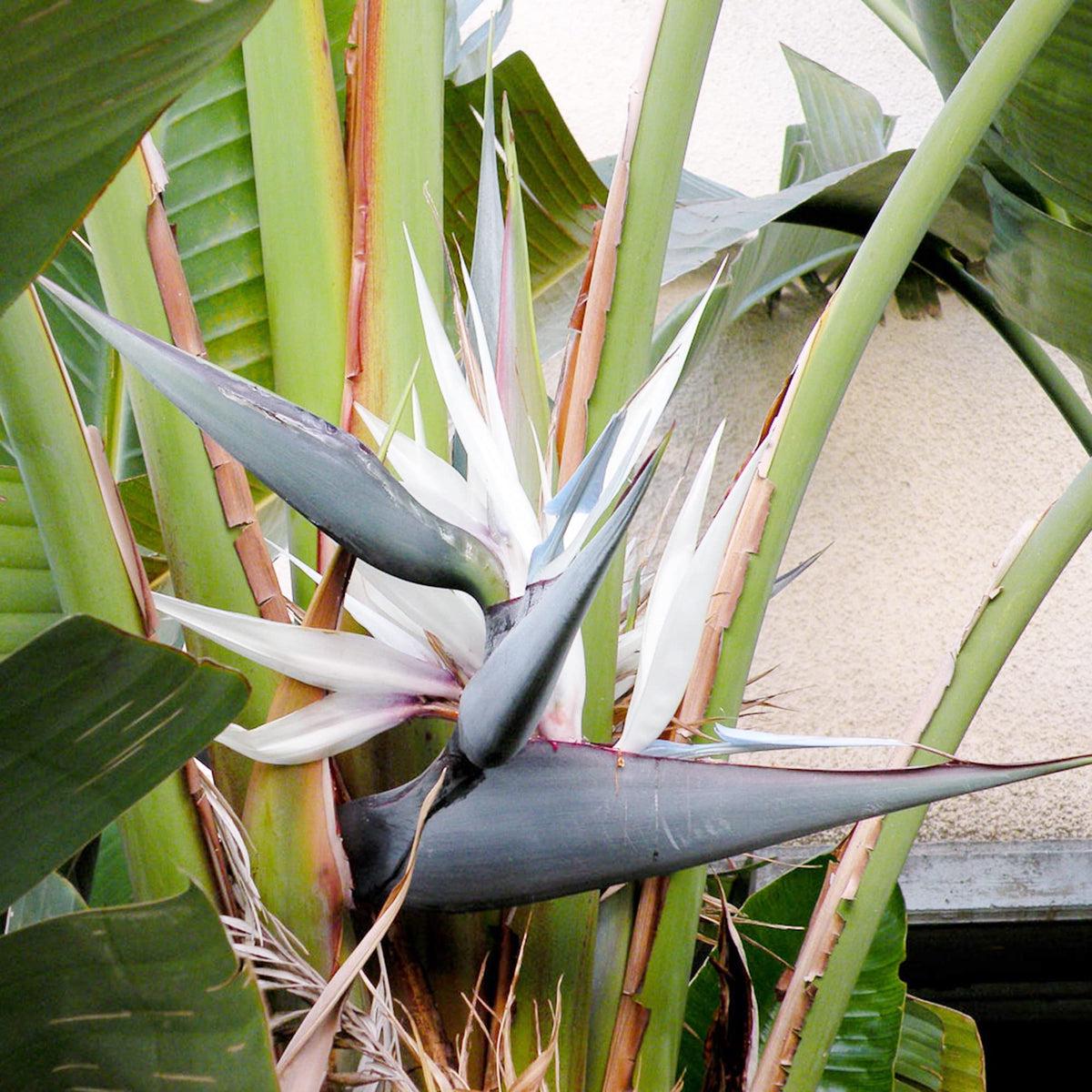 White Bird of Paradise Flower seeds for Planting Sun Loving Heirloom & GMO Free Seeds for Home Garden Sale