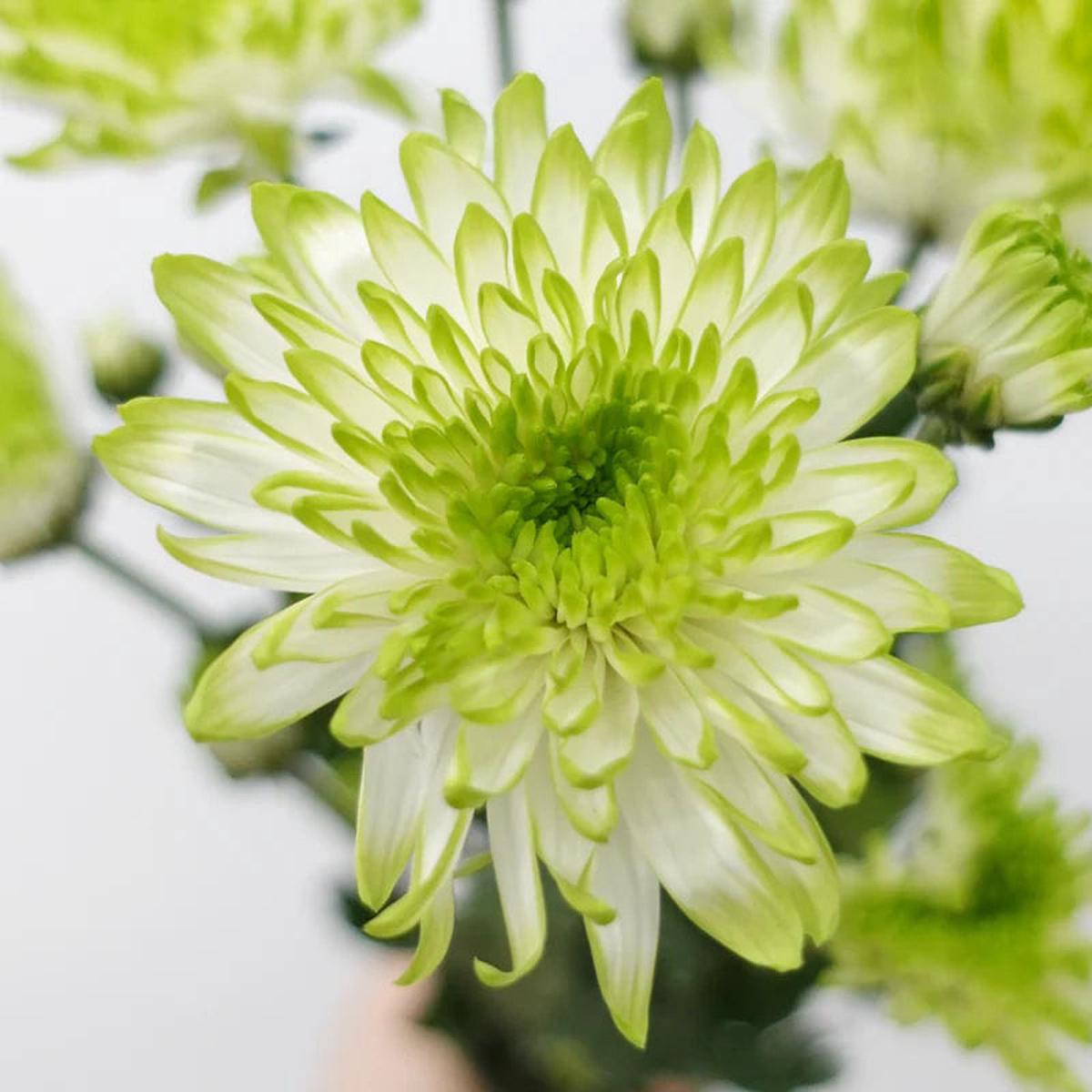 White Green Chrysanthemum Flower Seeds for Planting  Heirloom Non-GMO, High Germination Organic Garden Seeds