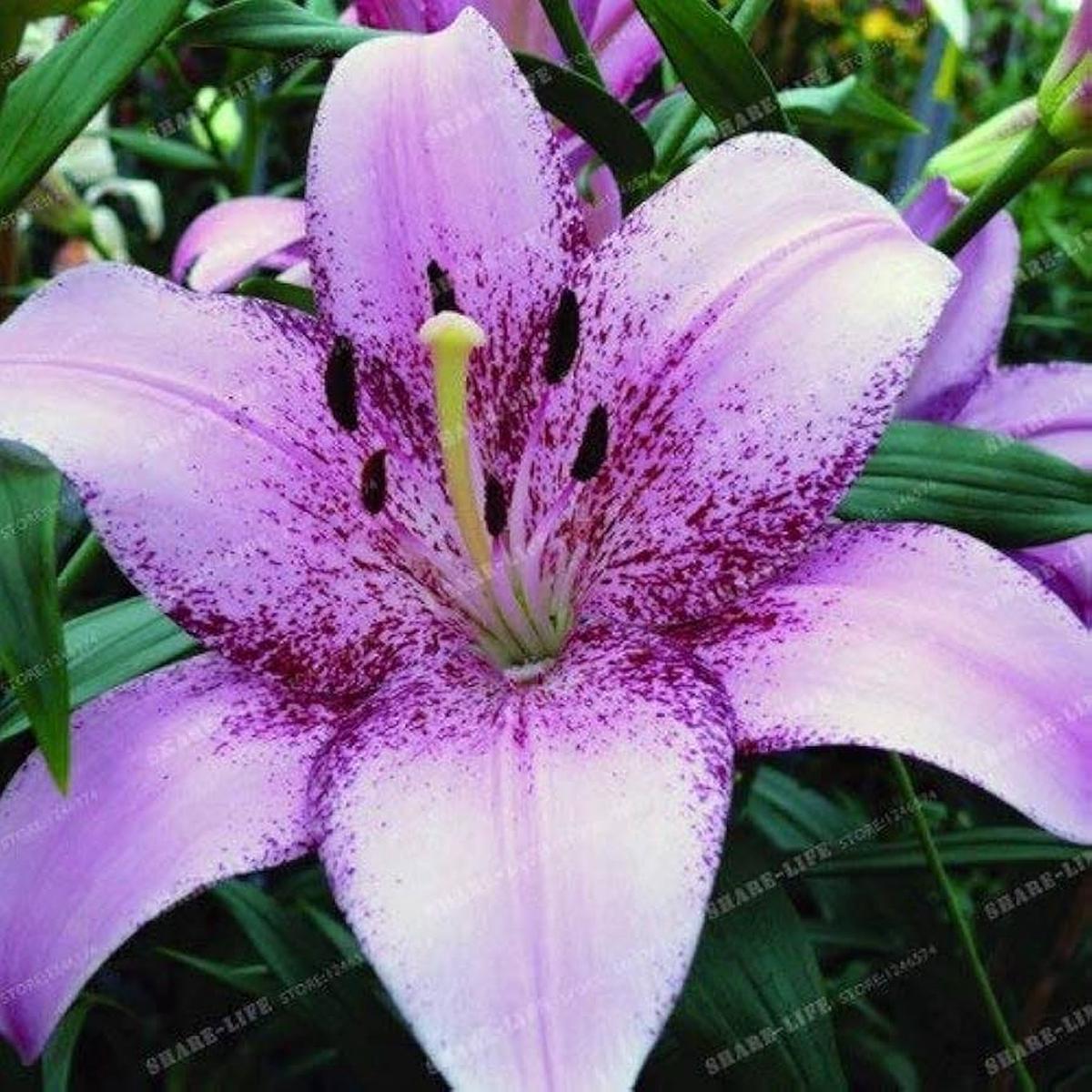 White Violet Pure Lily Flower For Indoor And Outdoor Perennial Planting Flower Seeds for Home