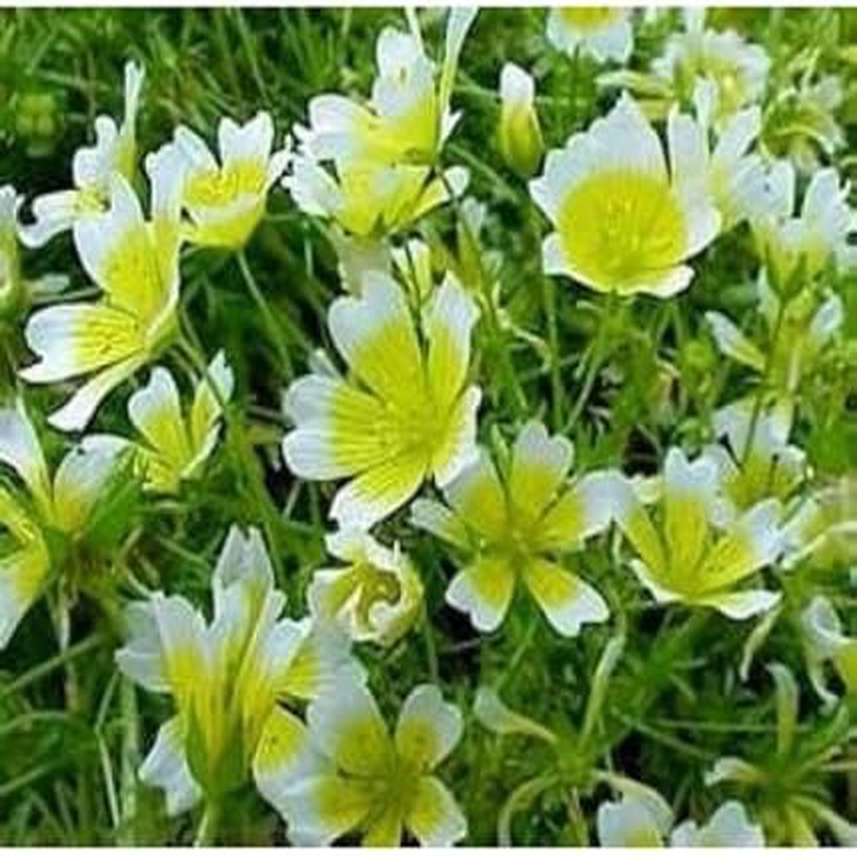 White Yellow Organic Limnanthes Douglasii Flower For Planting Heirloom Non Gmo Flower Seeds for