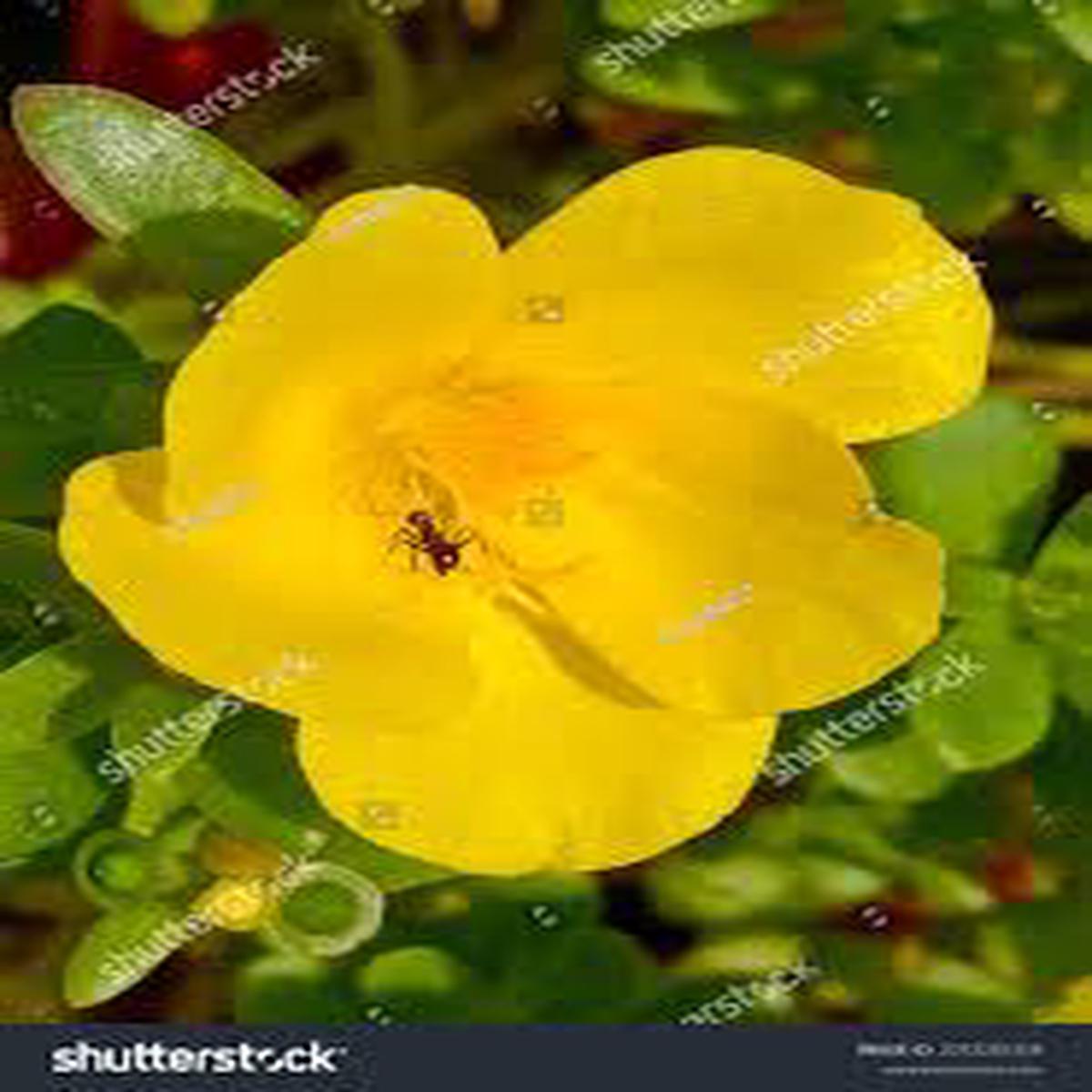Yellow Linum Flavum Flower Seeds for Planting  Shade Tolerant, Heirloom & Non-GMO Seeds for Home Garden, 100pcs