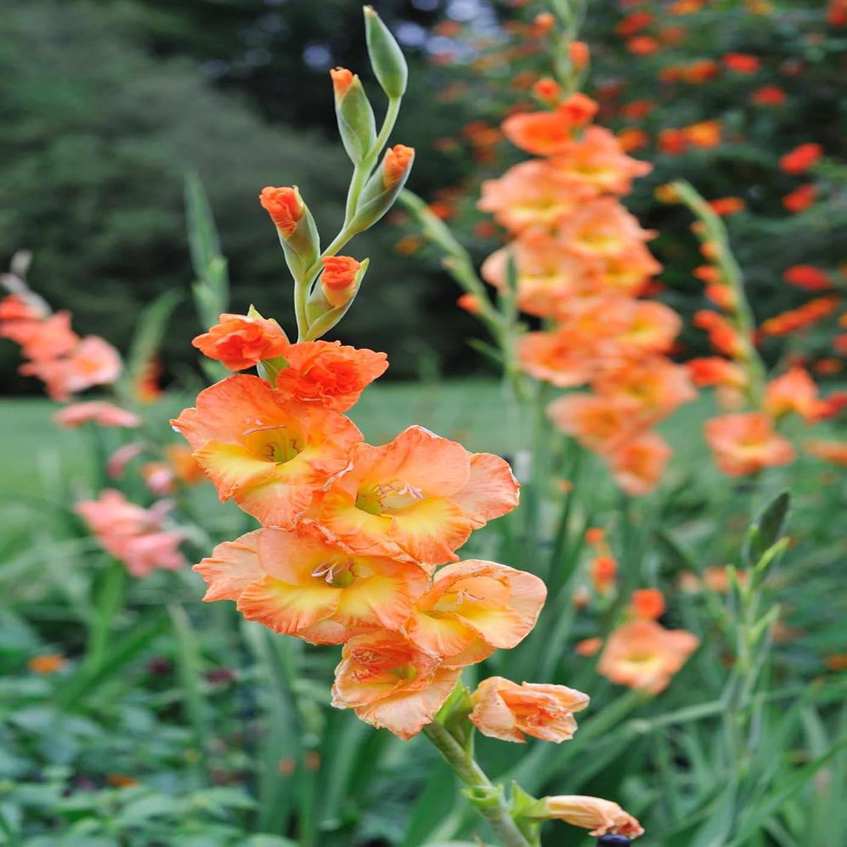 Yellow Orange Gladiolus Flower Seeds for Planting Wildflower Mix, Heirloom, Non-GMO Seeds for Home Garden
