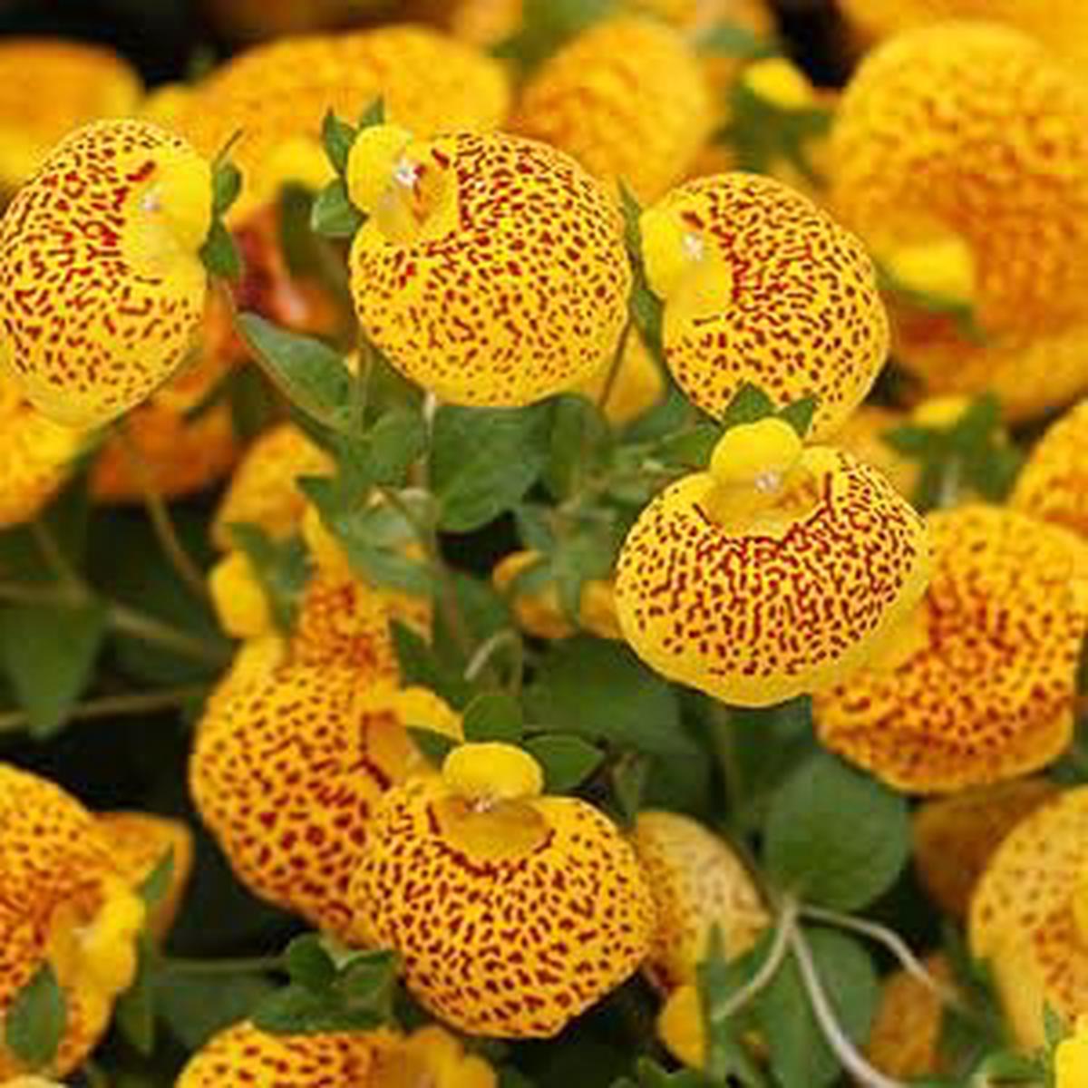 Yellow Red Calceolaria Flower Seeds for Planting | Heirloom Non-GMO Organic Garden Seeds, Colorful Display, High Germination