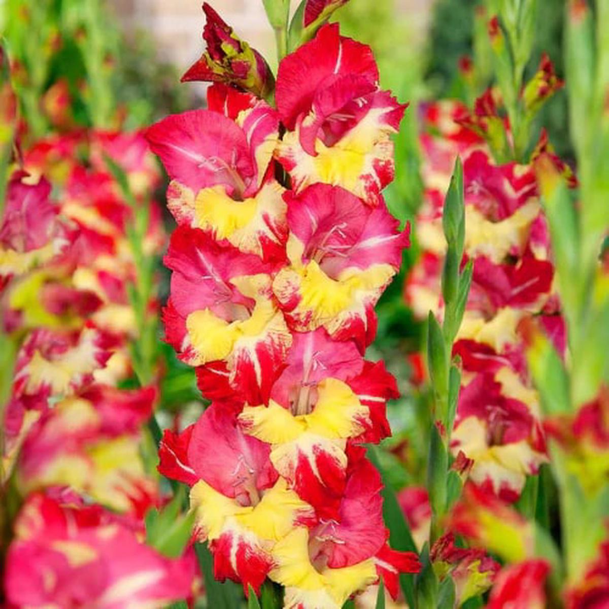 Yellow Red Gladiolus Flower Seeds for Planting  Heirloom Non-GMO High Germination Organic Garden Seeds