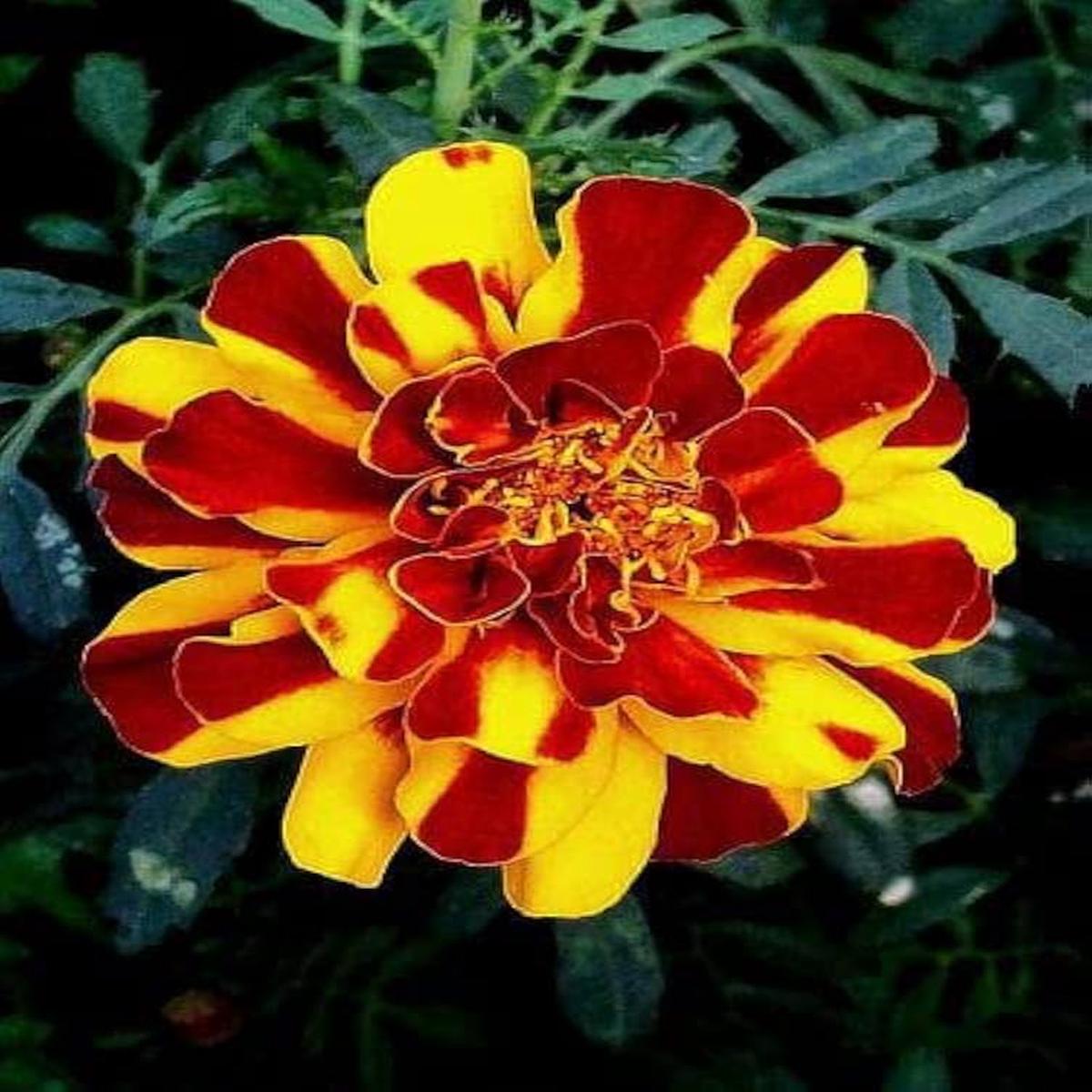 Yellow Red Marigold Flower Seeds for Planting Cottage Garden Essential Heirloom & GMO Free Seeds for Home Garden NonGMO