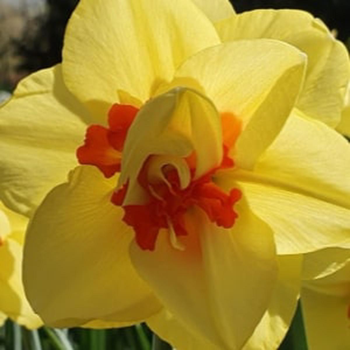 Yellow Red Narcissus Flower Seeds for Planting  Heirloom Non-GMO, High Germination Organic Garden Seeds