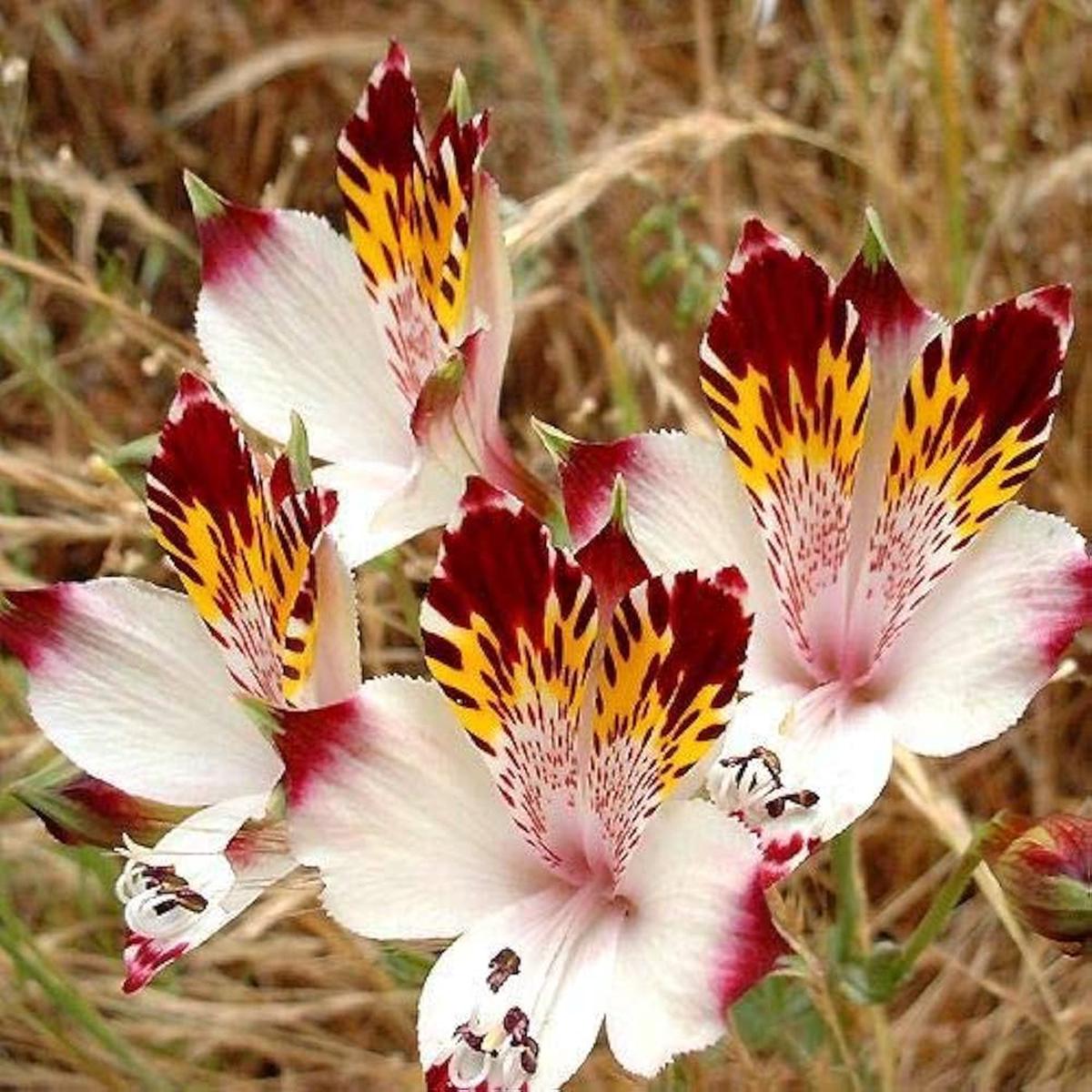 Alstroemeria Peruvian Lily Alstroemeria spp. Seeds for Planting in Flower Bed