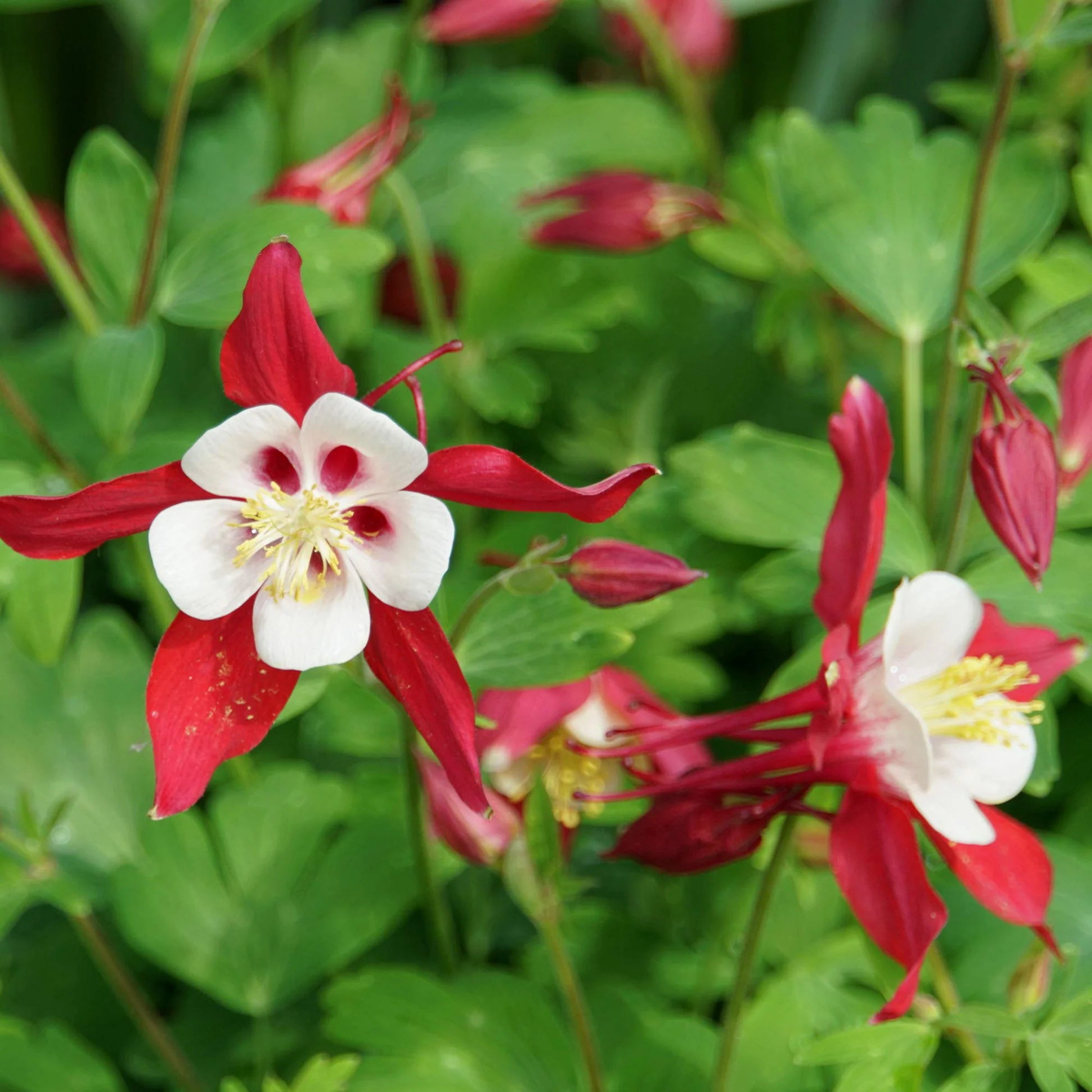 Aquilegia Mixed Perennial Flowering Seeds For Planting