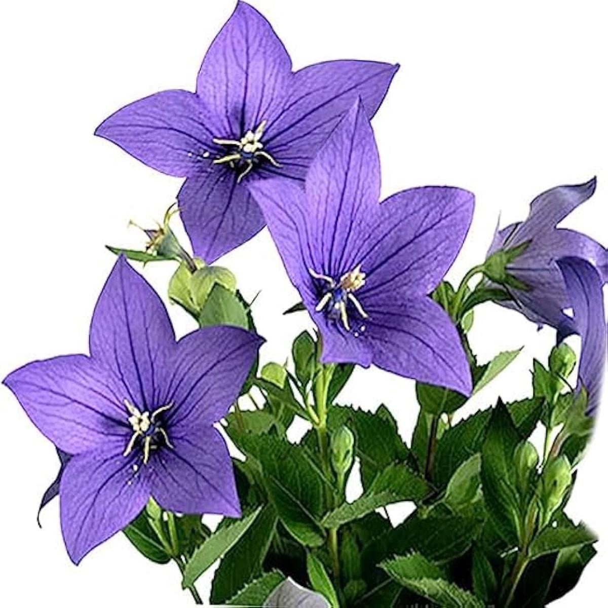 Balloon Flower Seeds for Planting Platycodon grandiflorus for home gardens and rock borders