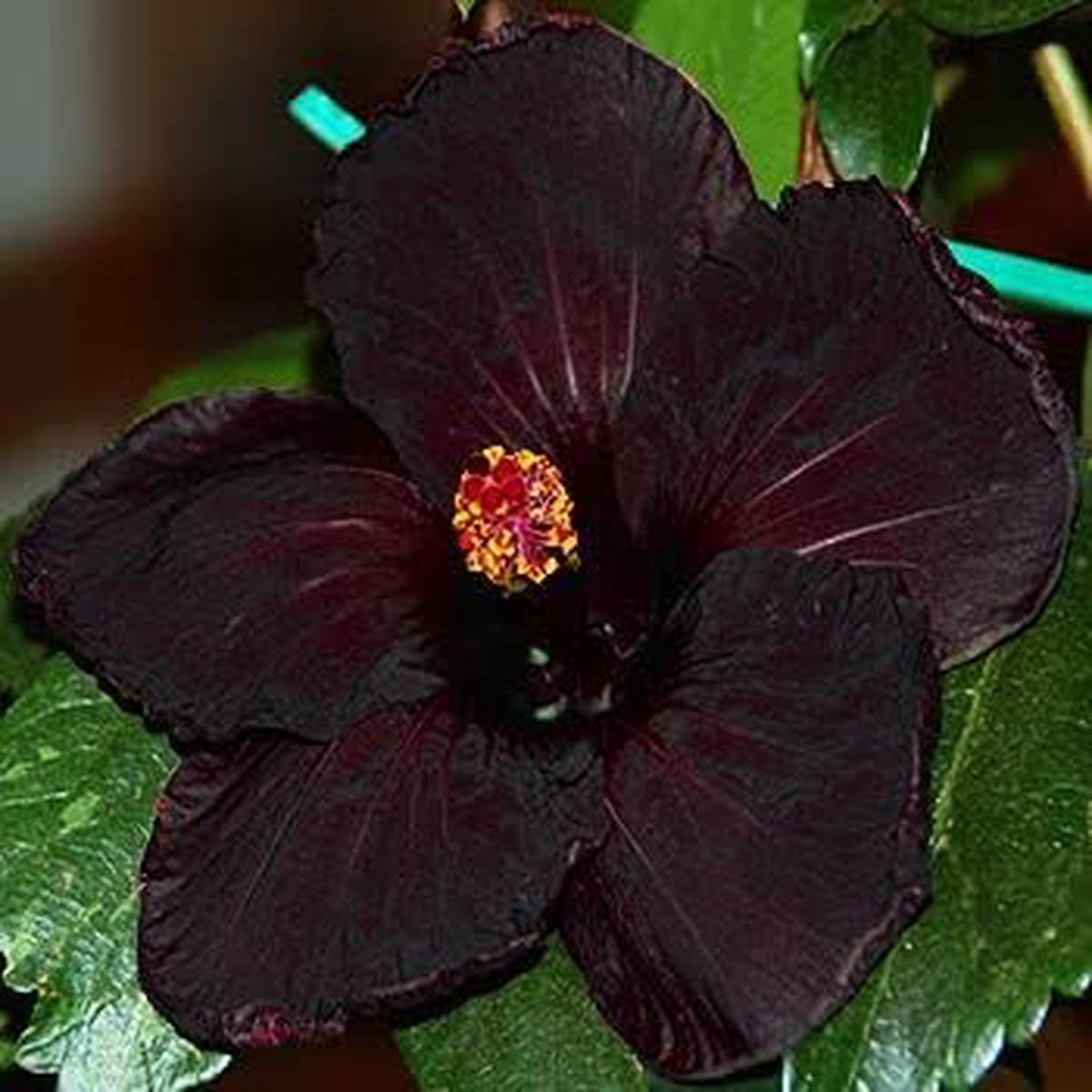 Black Hibiscus Flower Seeds for Planting  Heirloom, Non-GMO, Shade-Tolerant Organic Garden Seeds