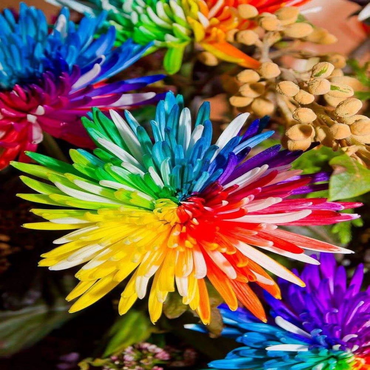 Black Rainbow Chrysanthemum Perennial Flower Seeds for Home Garden