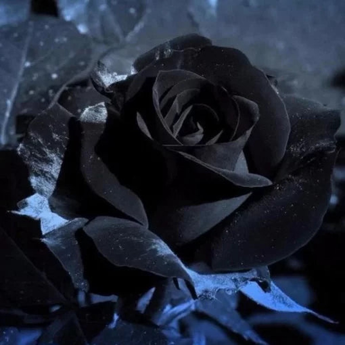 Black Rose Flower Seeds | Rare Dark Bloom Garden Variety Heirloom, Non-GMO, High Germination Organic Garden Seeds