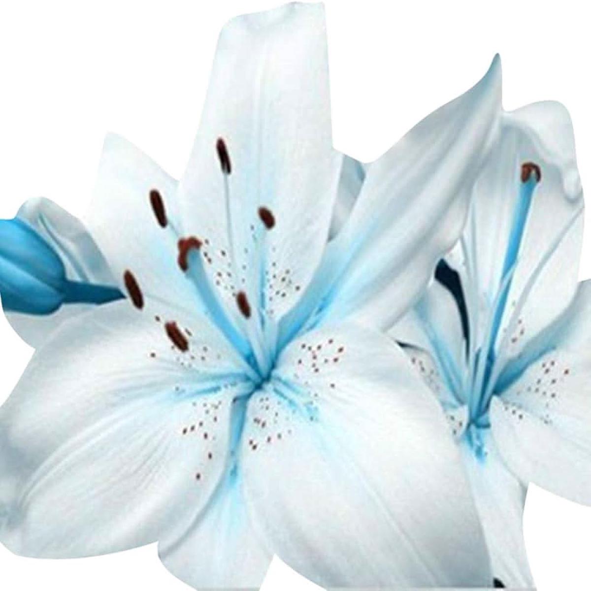 Blue Heart Lily Nymphaea Caerulea Flower For Planting In Backyard Garden Ponds Flower Seeds for