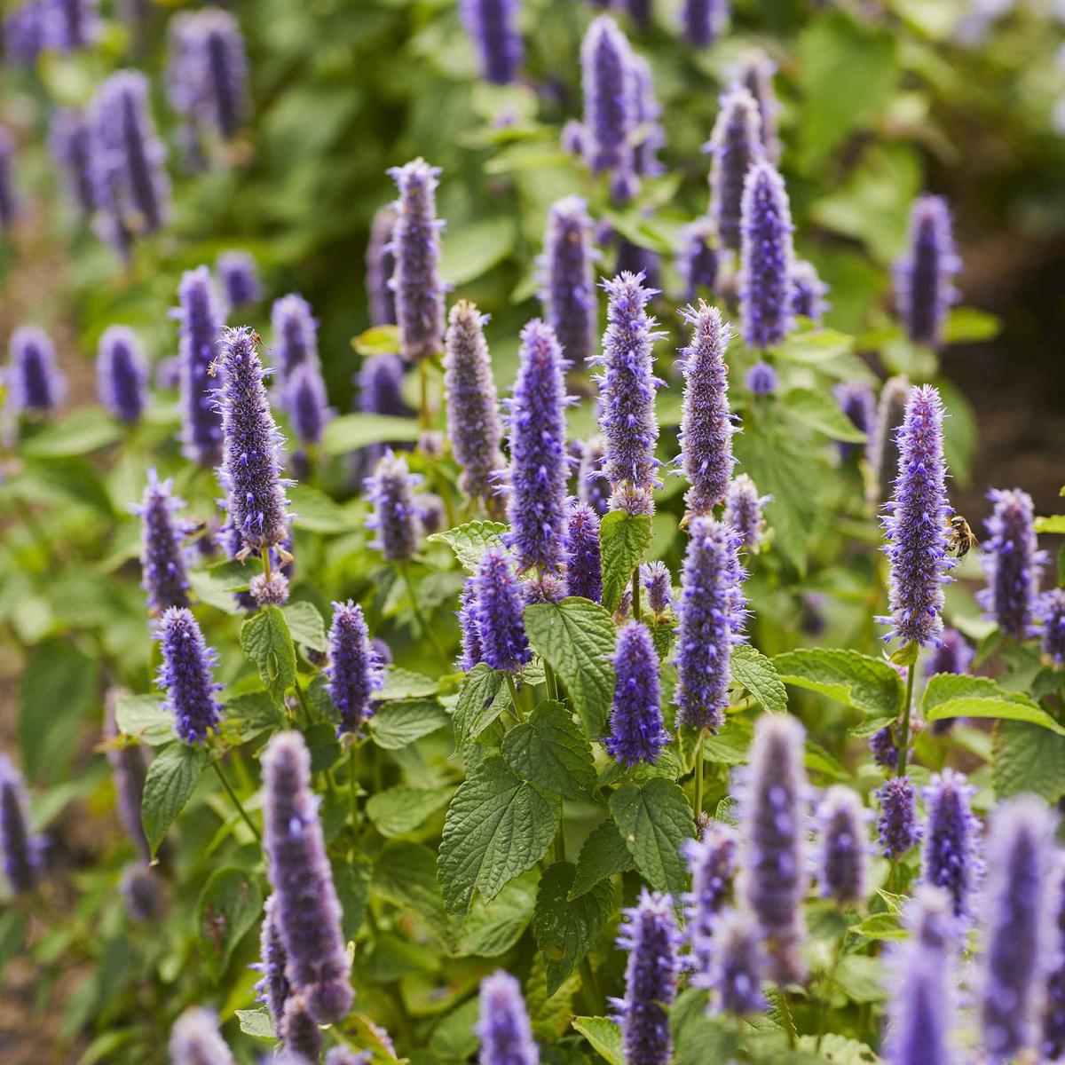 Blue Hyssopus Officinalis Flower seeds for Planting - Colorful Display, Heirloom & GMO Free Seeds for Home Garden