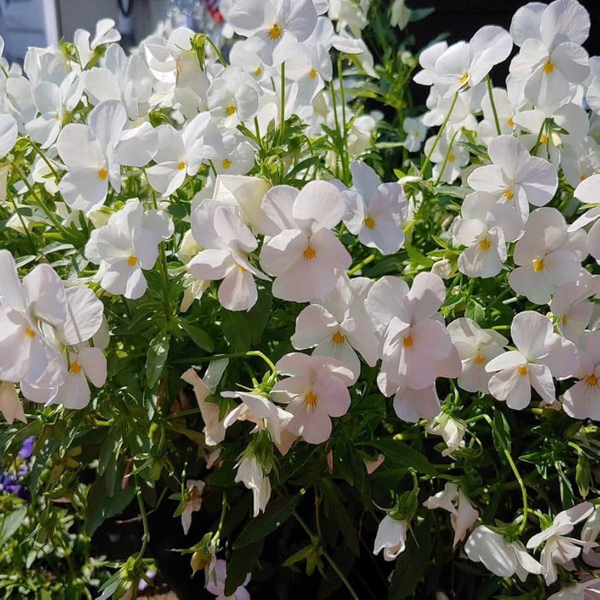White Cool Wave Pansy Viola X Wittrockiana Flower For Planting In Backyard Gardens Flower Seeds for
