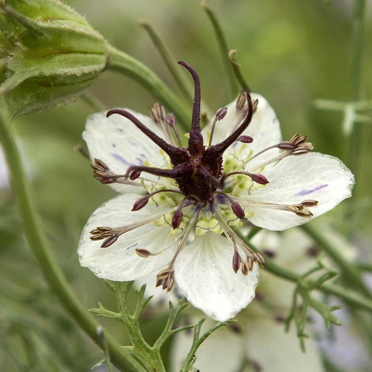 White Nigella African Flower Seeds for Planting  Heirloom Non-GMO, High Germination Organic Garden Seeds