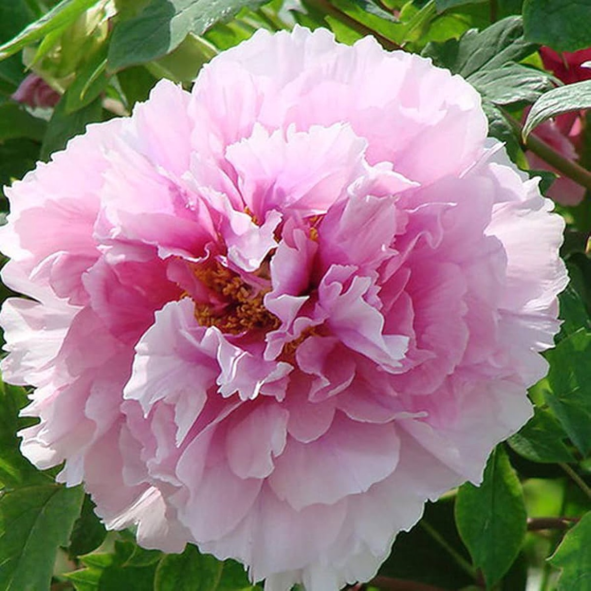 White Pink Red Rare Flower King Peony Growing Or Peonies With Fragrant Blooms Flower Seeds