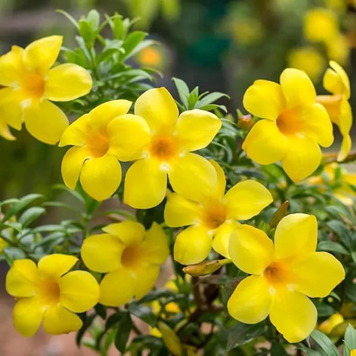 Yellow Allamanda Flower Seeds for Planting Heirloom, Non-GMO, High Germination Organic Garden Seeds