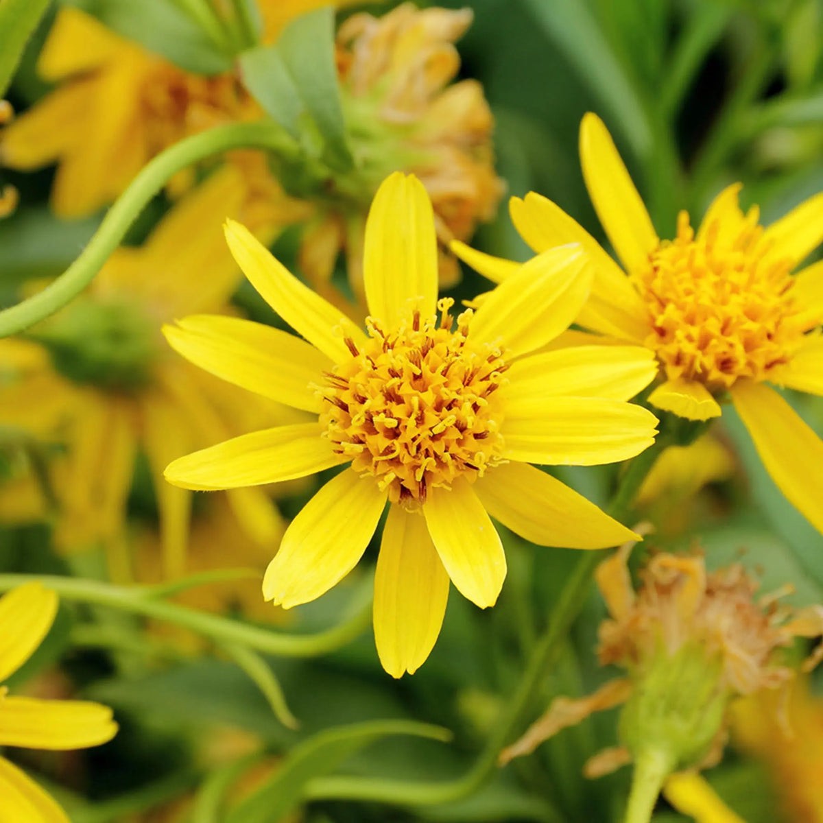 Yellow Arnica Montana Flower seeds for Planting Vibrant Colors Heirloom & GMO Free Seeds for Home Garden Sale
