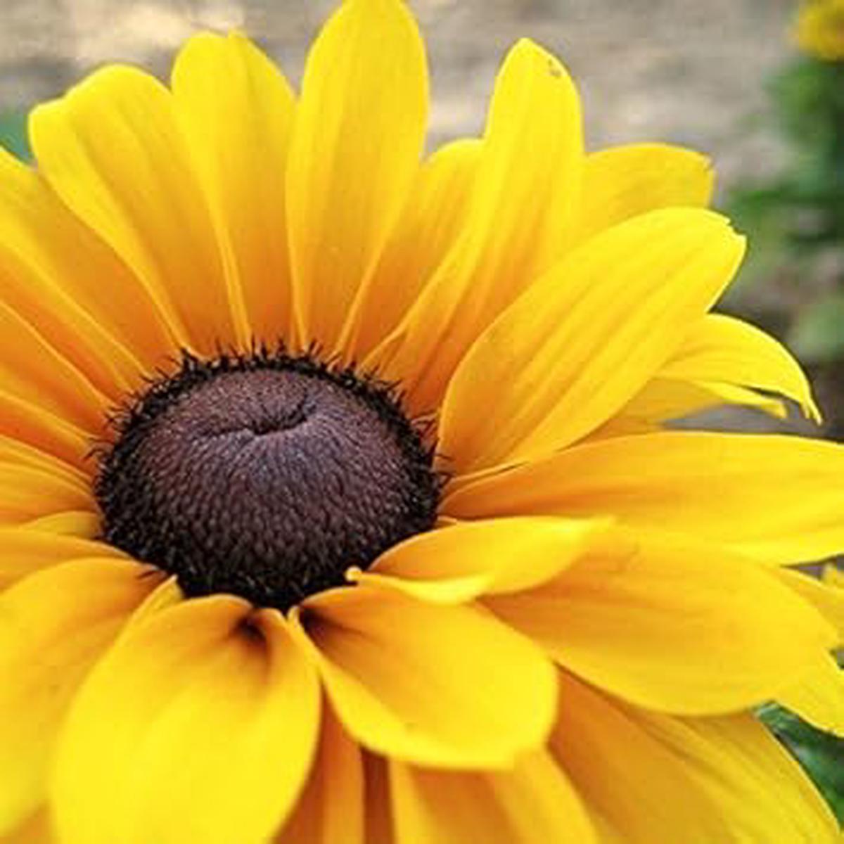 Yellow Black Susan Flower Seeds for Planting Drought Tolerant Heirloom, Non-GMO, High Germination Organic Garden Seeds