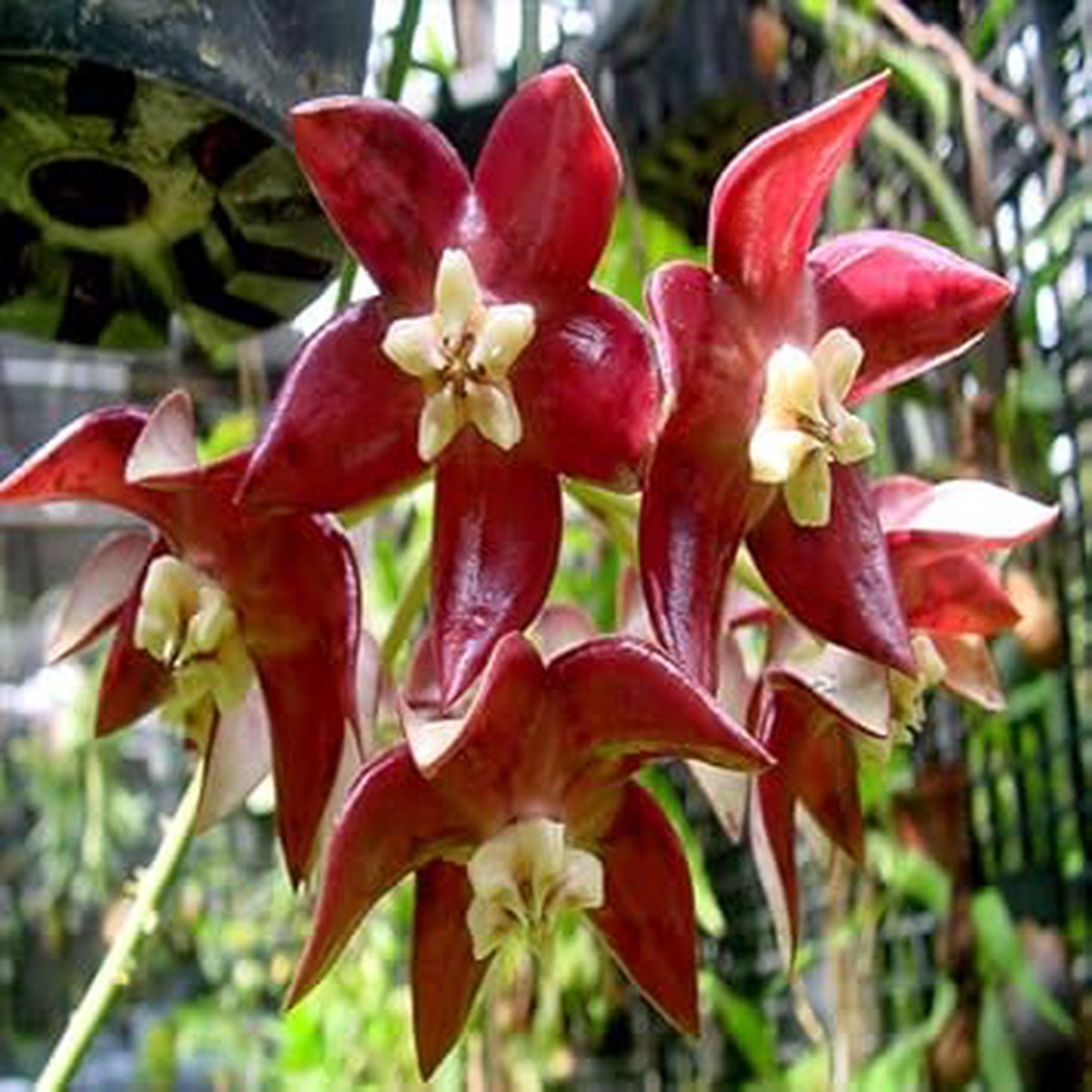 Yellow Red Hoya Carnosa Flower Seeds for Planting Heirloom, Non-GMO, High Germination Organic Garden Seeds