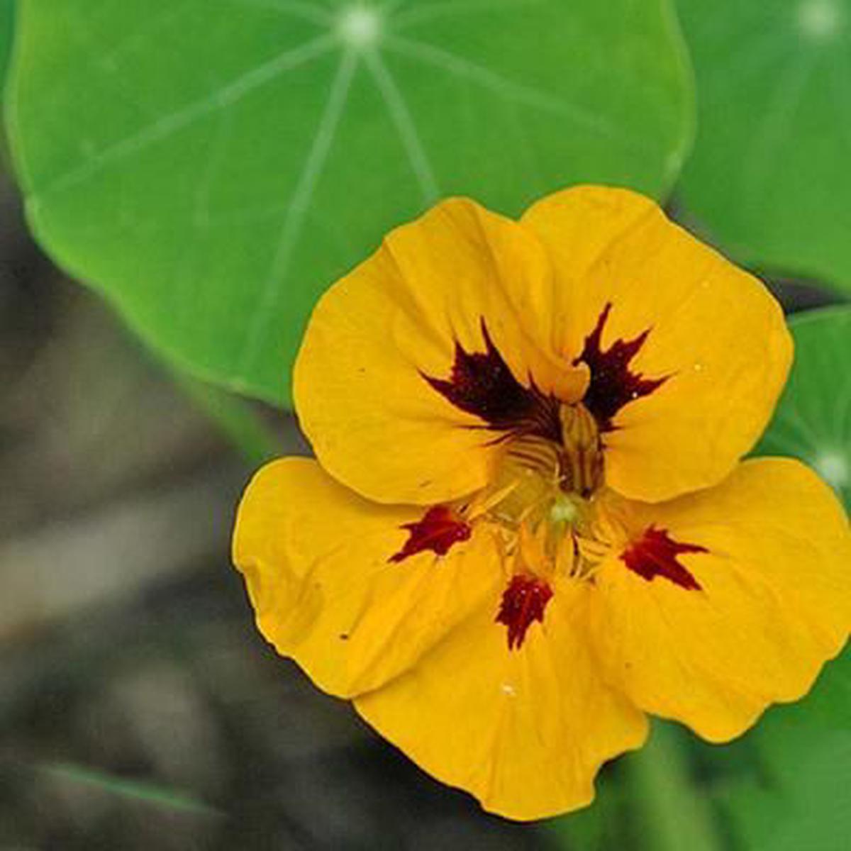 Yellow Tropaeolum Majus Flower Seeds for Planting  Heirloom, Non-GMO, Seasonal Bloomer, High Germination