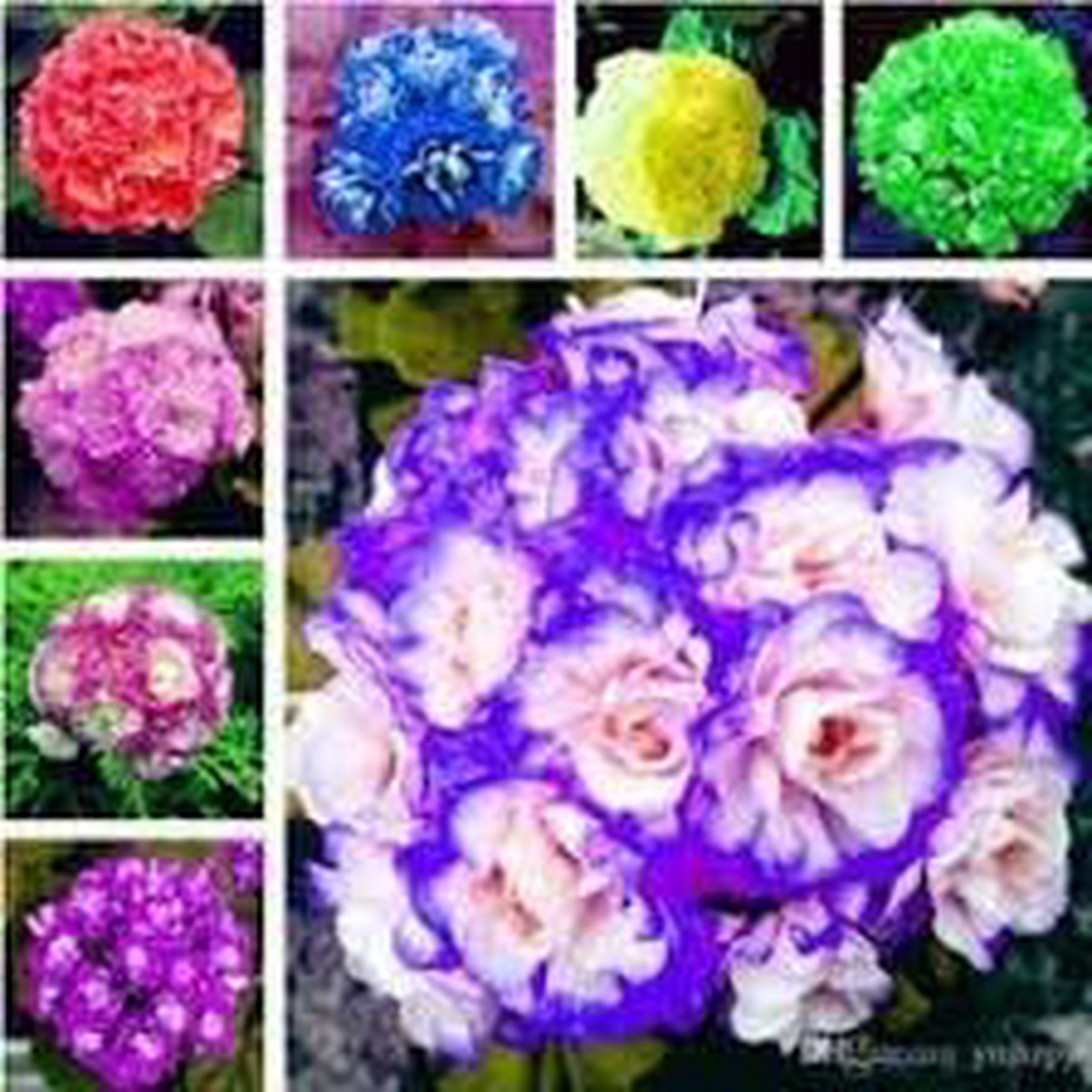 African Flower Planting Seeds for Garden Non-GMO, Heirloom, High Germination Seeds