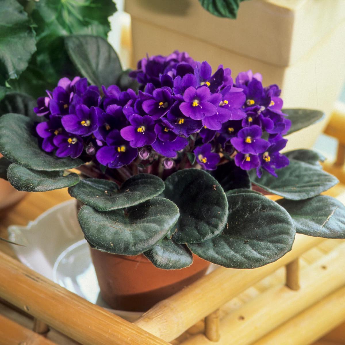 African Violet Seeds - Pieces of Saintpaulia Ionantha for Indoor Bonsai & Beautiful Flowers