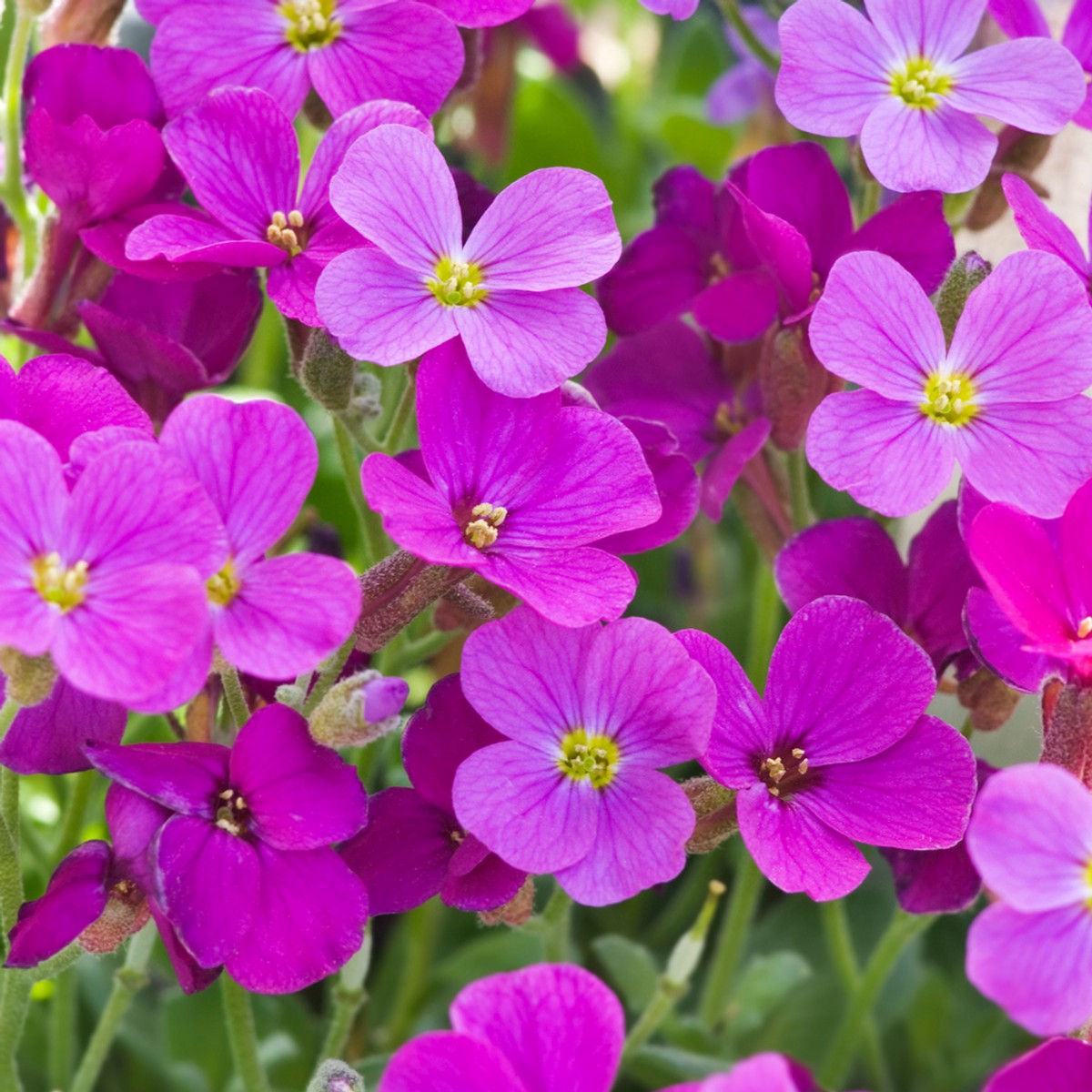 Aubretia Lila Flower seeds for Planting Perfect for Borders Heirloom & GMO Free Seeds for Home Garden