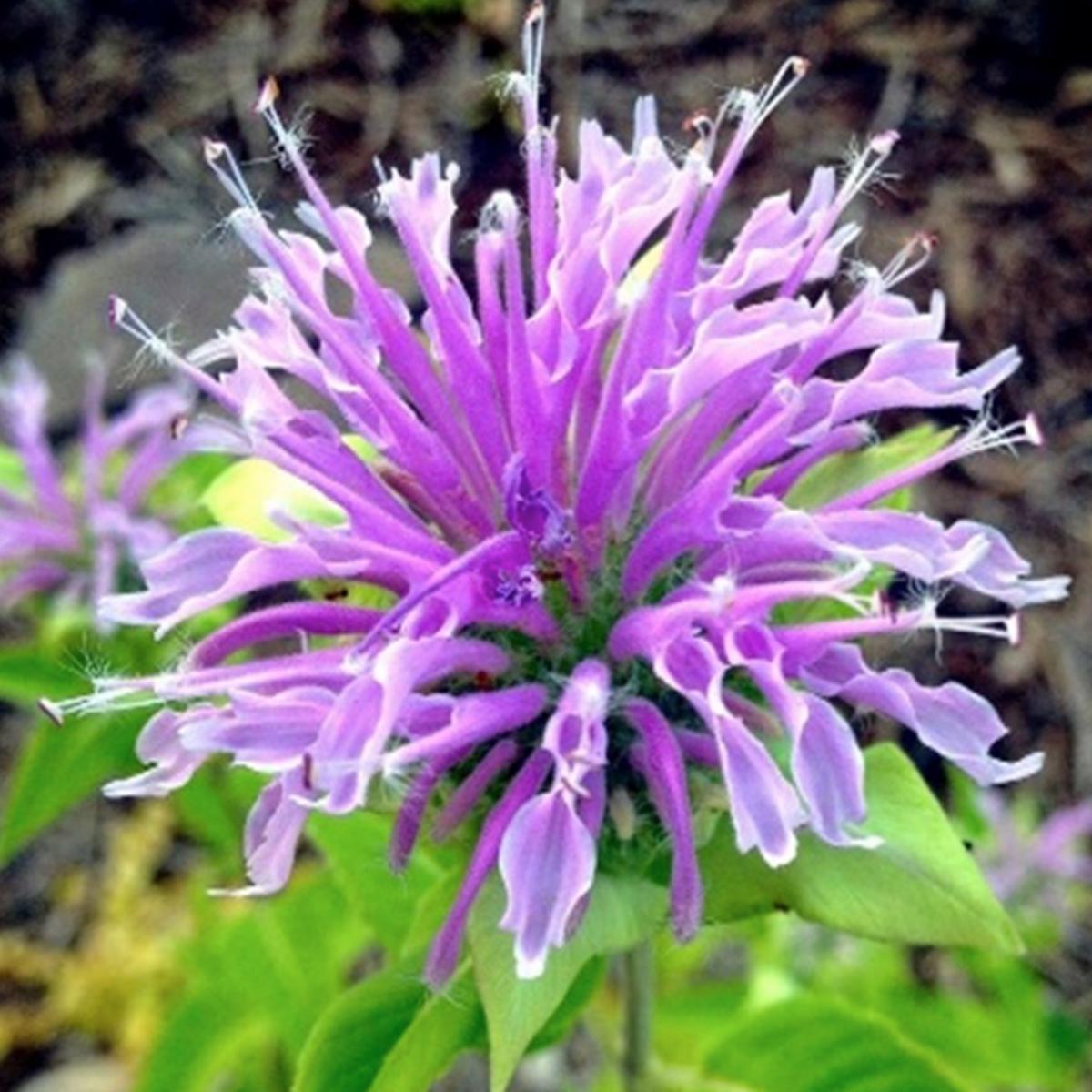 Bergamot & Wild Horse Mint Flowering Seeds For Planting (Monarda fistulosa)