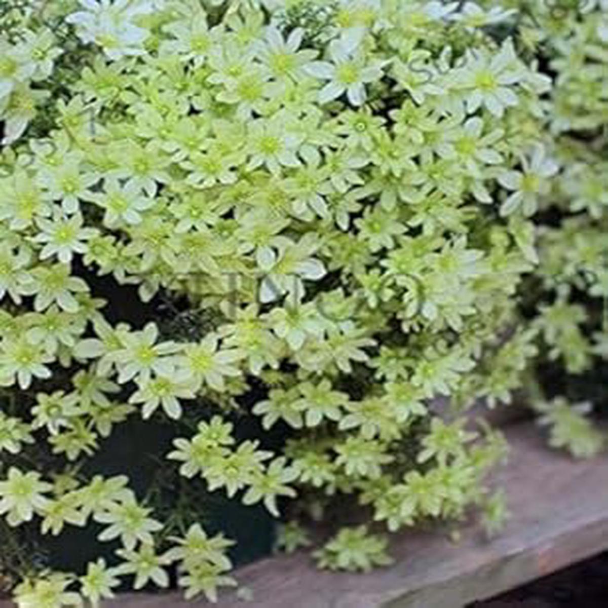 Black Yellow Primula Malacoides Seeds for Planting Shade Tolerant Heirloom & GMO Free Seeds for Home Garden Sale