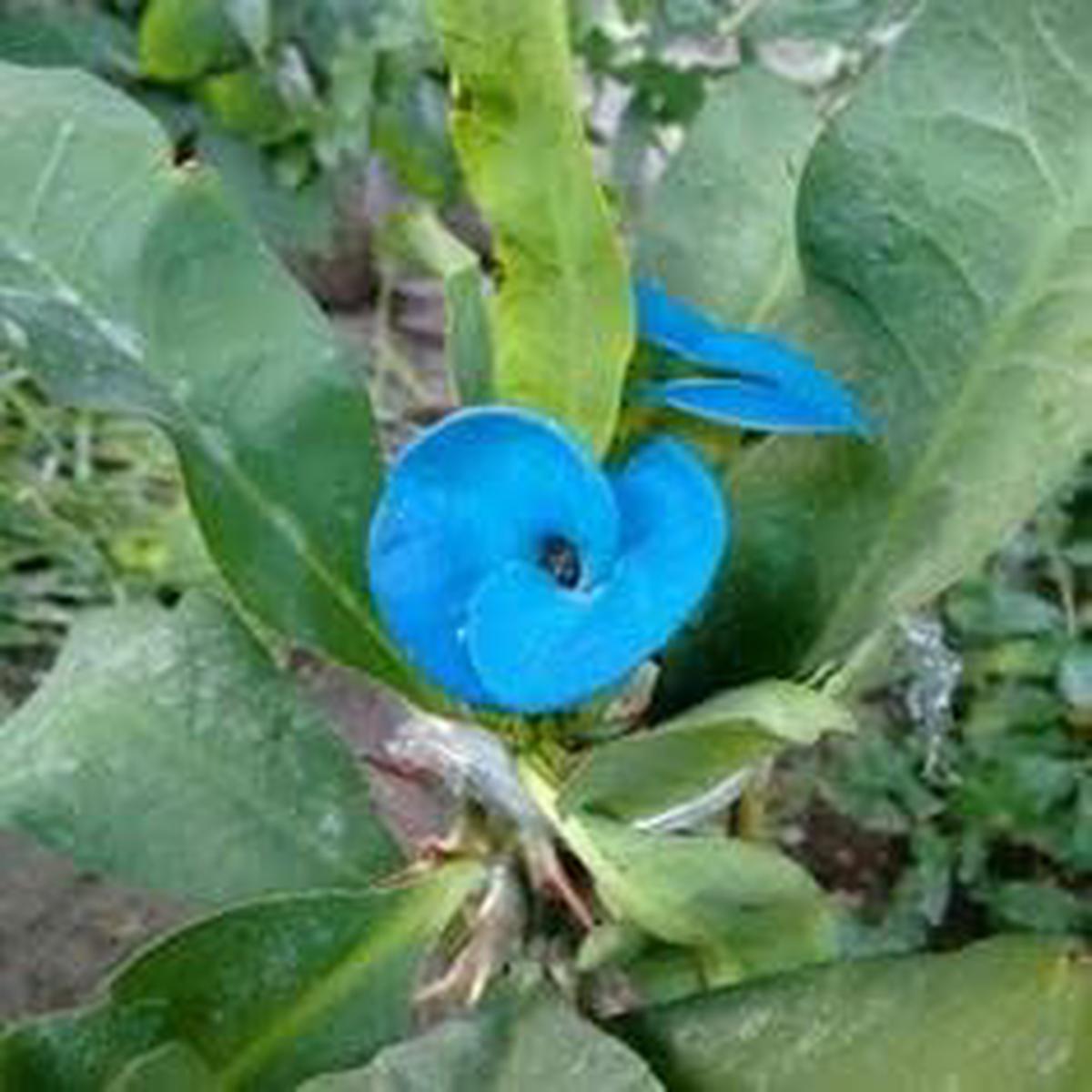 Blue Euphorbia Milii Flower seeds for Planting Colorful Display Heirloom & GMO Free Seeds for Home Garden Sale