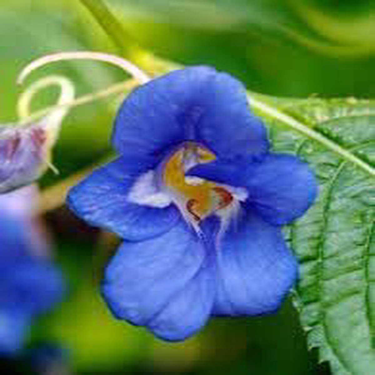 Blue Impatiens Seeds for Planting  Organic Heirloom Non-GMO Shade Loving Flower Seeds
