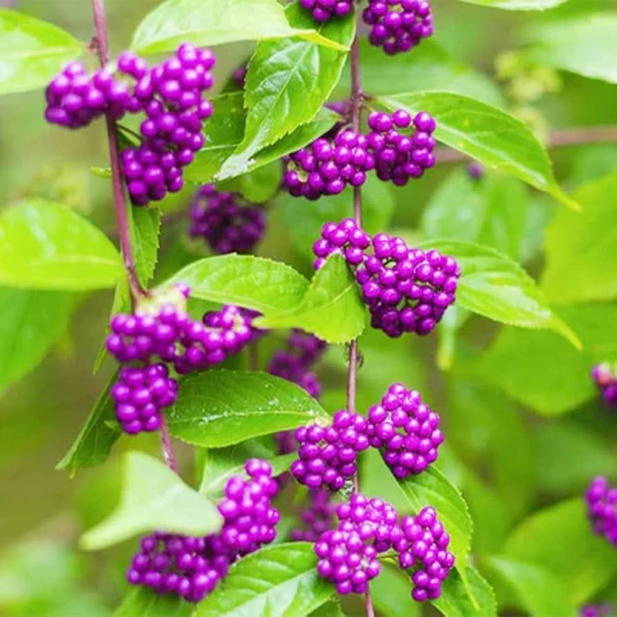 Violet Callicarpa Seeds for Easy Planting