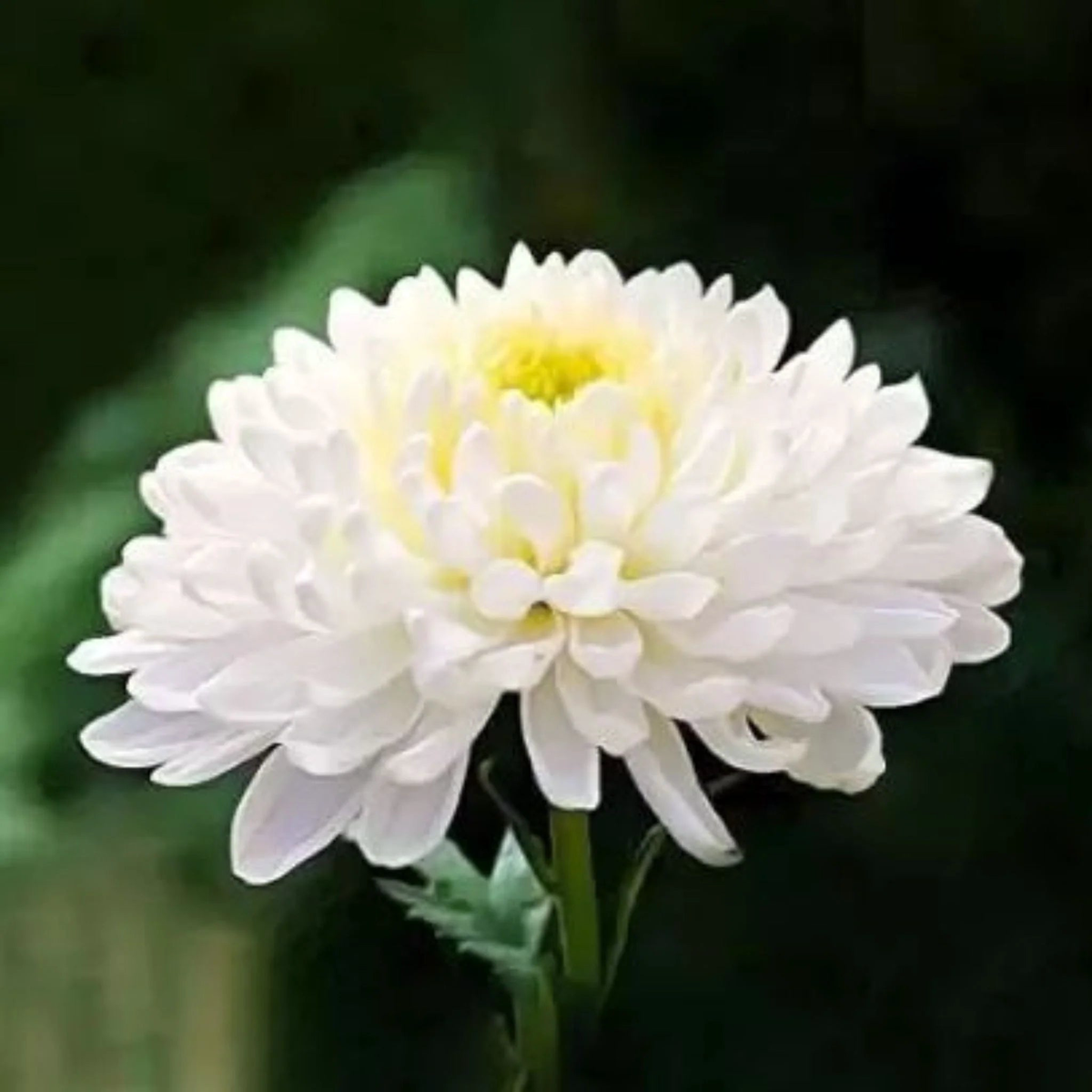 White Chrysanthemum Flower Seeds for Planting  Heirloom, Non-GMO, Easy to Grow, Perennial