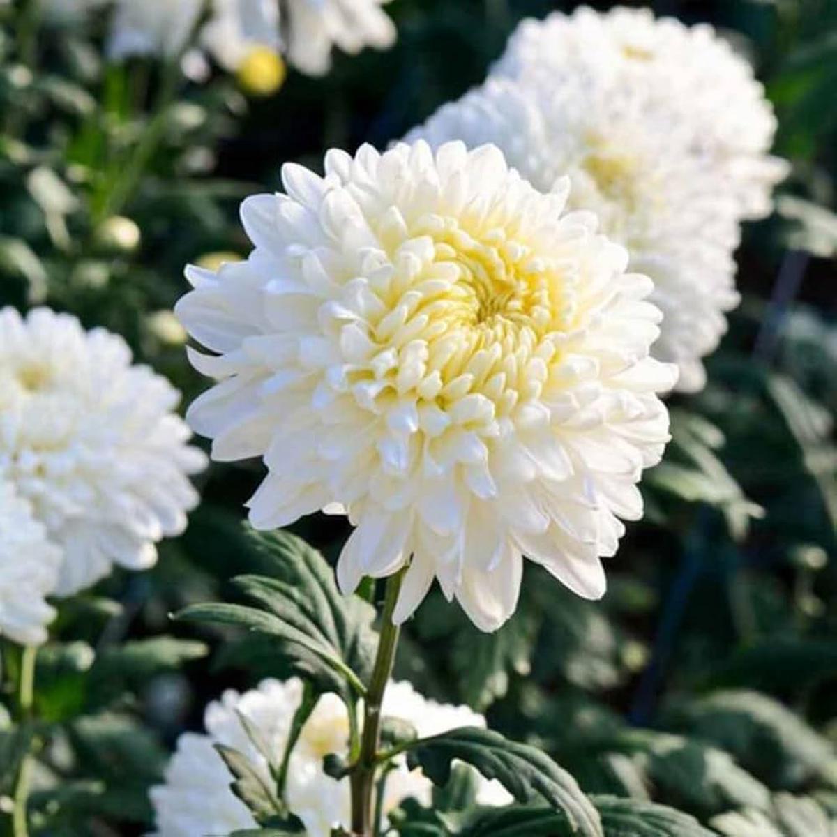 White Chrysanthemum Flower seeds for Planting - Wildflower Mix, Heirloom & GMO Free Seeds for Home Garden