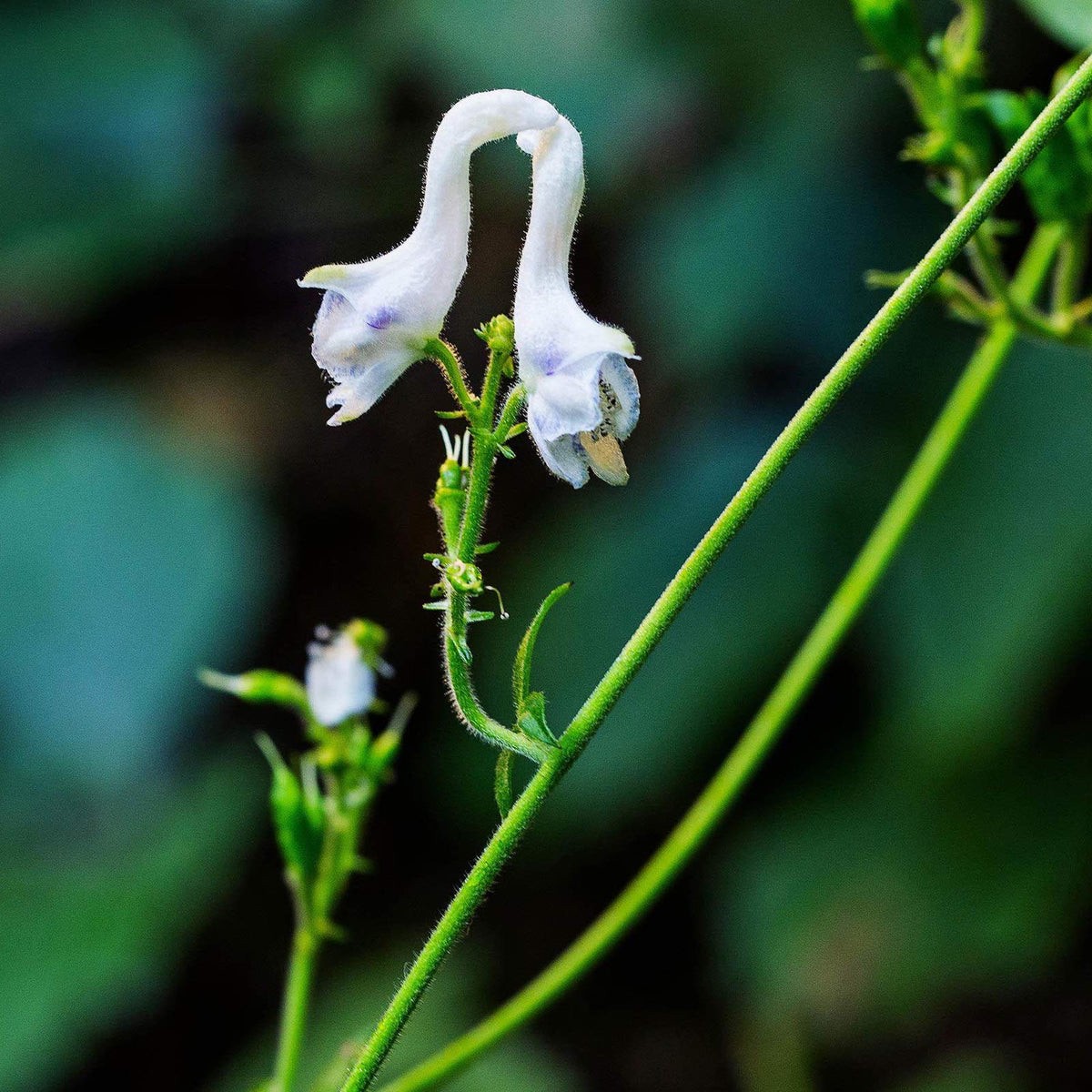 White Swan Flower seeds for Planting Long Bloom Season Heirloom & GMO Free Seeds for Home Garden Sale