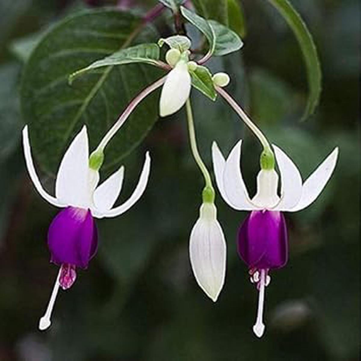 White Violet Fuchsia Flower Seeds for Planting Heirloom, Non-GMO, Organic Garden Seeds with High Germination Rate