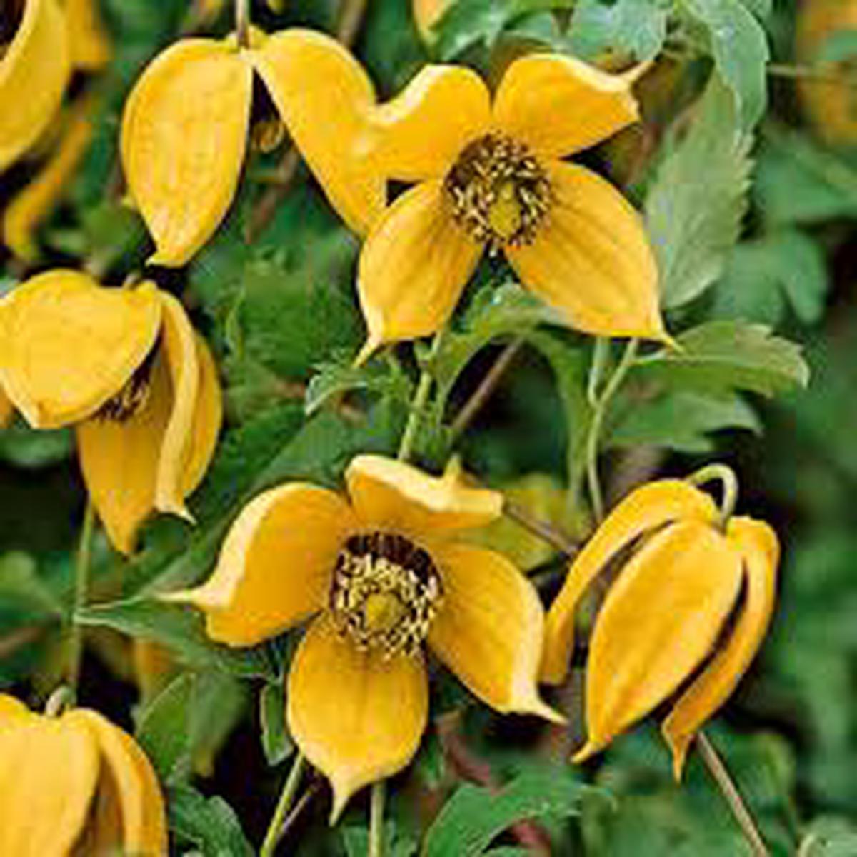 Yellow Clematis Flower Seeds for Planting Heirloom NonGMO Organic Garden Seeds Long Bloom Season High Germination Sale