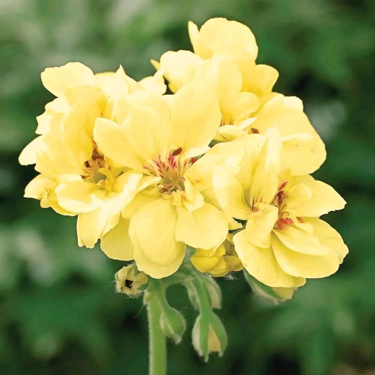 Yellow Geranium Flower seeds for Planting - Cottage Garden Essential, Heirloom & GMO Free Seeds for Home Garden