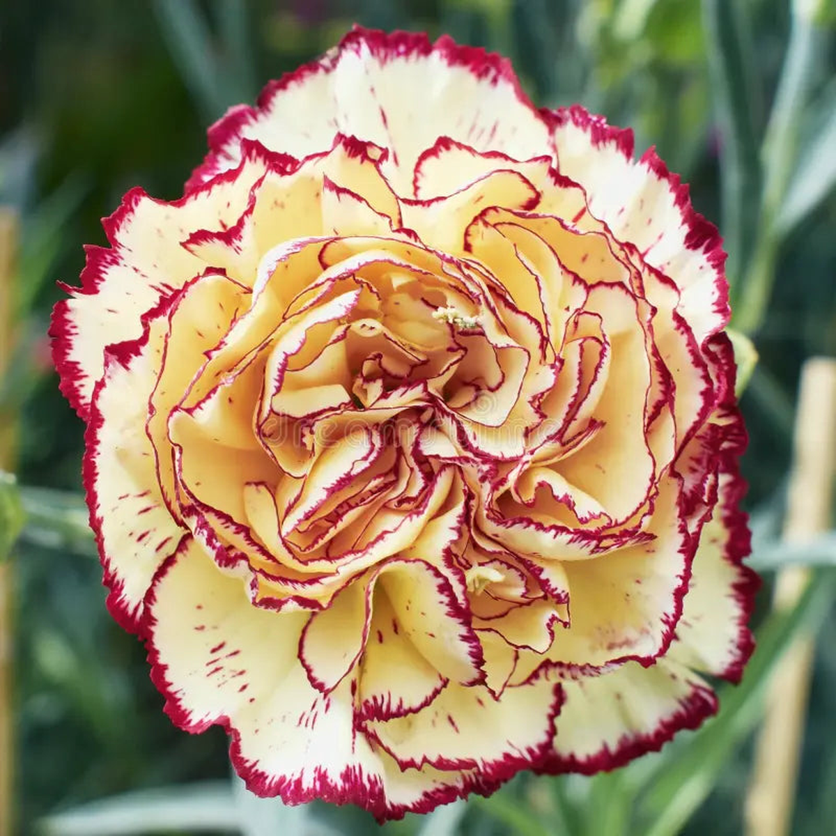 Yellow Purple Carnation Flower Seeds for Planting  Heirloom, Non-GMO, High Germination Organic Garden Seeds